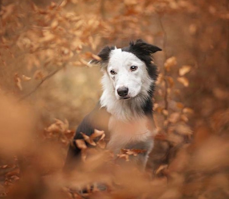 THINKING - ANIMAL, CUTE, CANINE, DOG