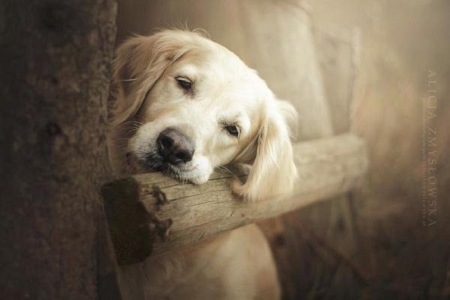 DOG LEANING ON FENCE