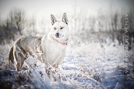 DOG IN FROSTY GRASS - GRASS, CUTE, DOG, FROSTY