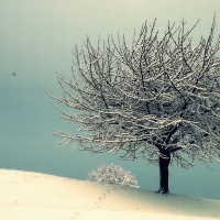 Vintage Winter Landscape