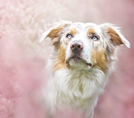 DOG IN THE PINK - canine, animal, cute, dog