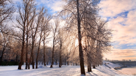 Park in Winter - winter, nature, park, trees