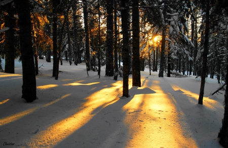 Sunlight in Winter Forest - winter, nature, sunlight, forests