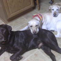 THREE RELAXING DOGS