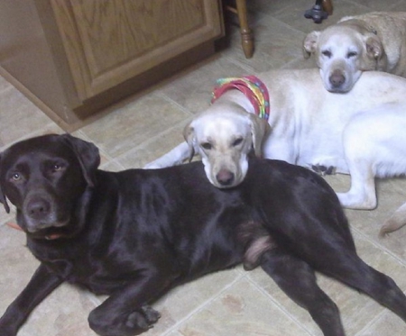 THREE RELAXING DOGS - dogs, relaxing, three, cute