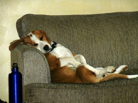 DOG RELAXING - animal, funny, relaxing, dog