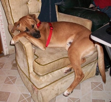 RELAXING DOG IN CHAIR - canine, animal, relaxing, dog