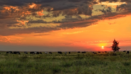 Sunset - fields, amazing, sunset, clouds