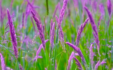 Pink and green - green, field, flower, pink