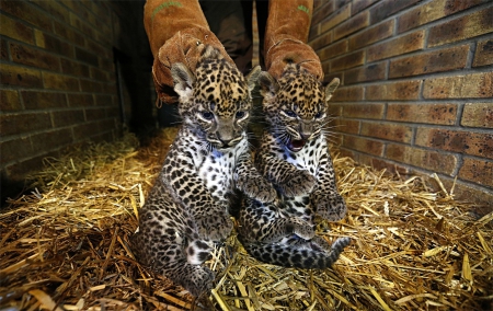 Two small leopards - small, Two, leopards, animals