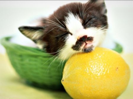 Kitten - yellow, sweet, cat, animal, sleep, kitten, bowl, green, cute, lemon