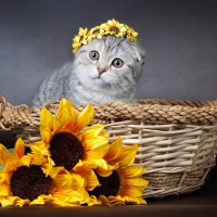 kitty