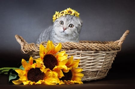 kitty - basket, flower, kitty, beautiful