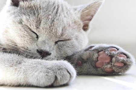 Sleeping - animal, pink, cat, paw, grey, sleep