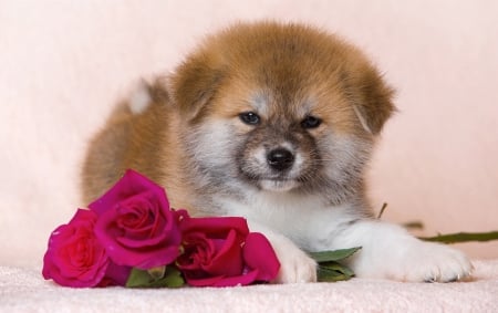 â™¥ - roses, fluffy, puppy, dog, flowers