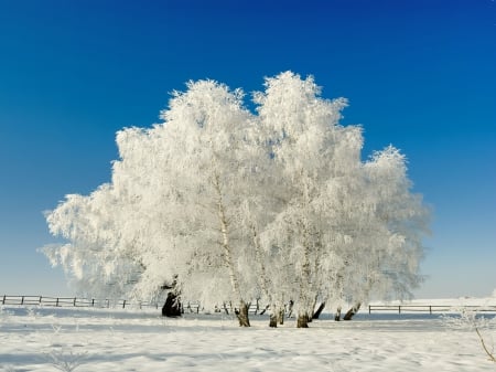 Winter fashion - winter, cold, snow, tree, sky