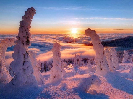 Cold sunset - cld, winter, sunset, snow, trtees