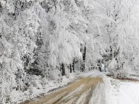 beautiful frozen trees - nature, trees, snow, winter, frozen