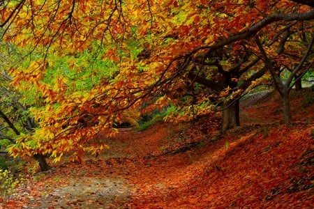 Autumn - trees, forest, leaves, fall, path, nature, autumn, autumn splendor, woods