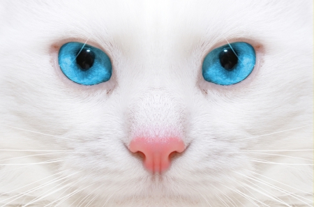 Face of Beautiful White Cat with Blue Eyes - abstract, cat, photography, blue, eyes