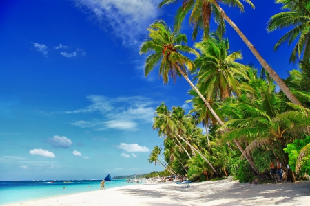 Beautiful Palms on Tropical Beach - palms, nature, beaches, ocean