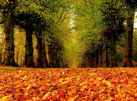 Autumn Trees and Fallen Leaves - leaves, nature, autumn, trees