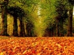 Autumn Trees and Fallen Leaves