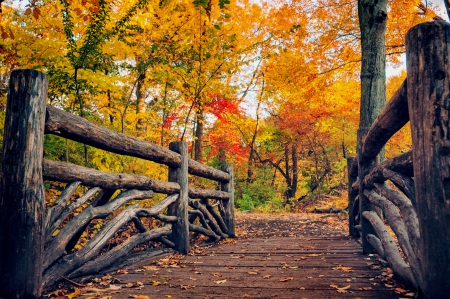 Autumn - nature, autumn, fall, trees, leaves, autumn splendor, path