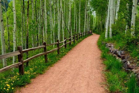 Green Nature - nature, trees, forest, woods, spring time, path, spring