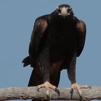 Wedge Tailed Eagle