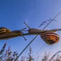 Two snails