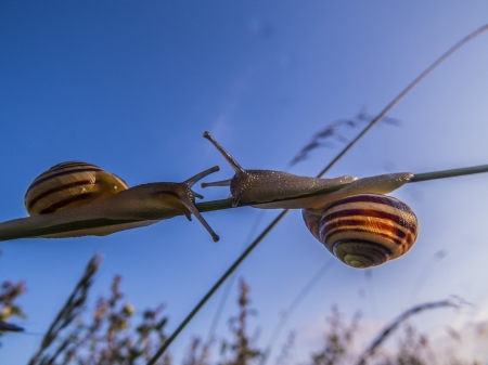 Two snails - Two, shells, grass, snails