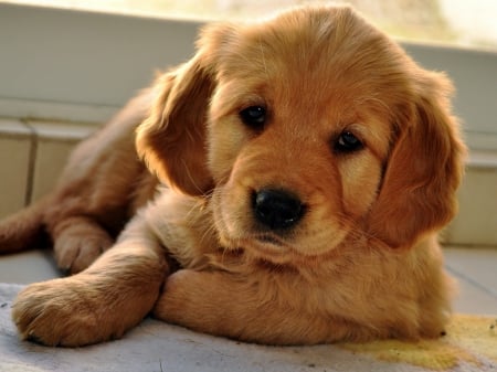 cute pup - loveable, adorable, puppy, friendly