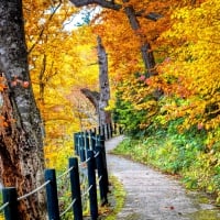 AUTUMN FOREST PATH