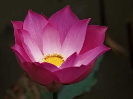 Pink Lotus - macro, lotus, flower, blur