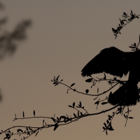 bird silhouette on a branch