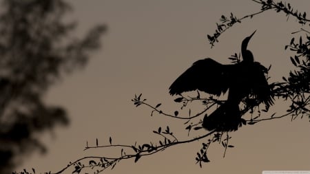 bird silhouette on a branch - leaf, silhouette, bird, branch