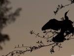 bird silhouette on a branch