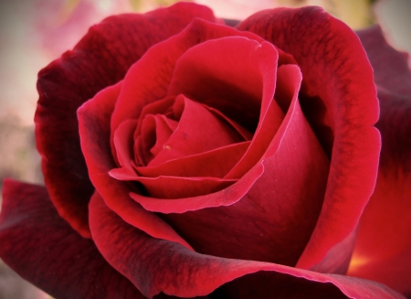 Red Rose - red, flower, rose, beauty