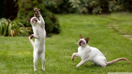 cat playing - grass, siamese, feline, cat