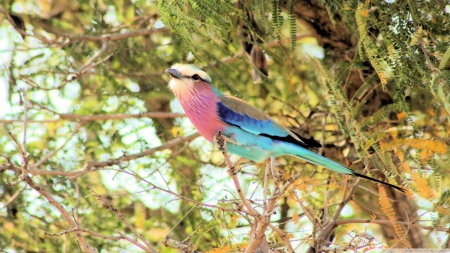 roller - tree, roller, bird, branch