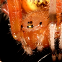 orange spider