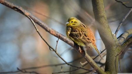 yellowhammer - bird, branch, tree, yellowhammer