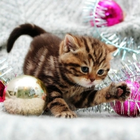 Playful Christmas Kitty