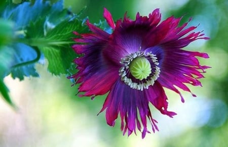 Flower - dark purple, one, flower, beautiful