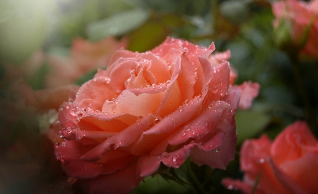 Roses - garden, rose, pink, beautiful