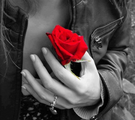 â™¥ - beautiful roses, flowers, red, hand