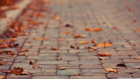 November leaves - hd, autumn, fall, abstract, photography, leaves, leaf, wallpaper