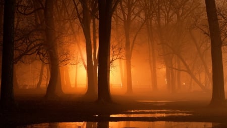 Foggy Park - fog, nature, park, tree