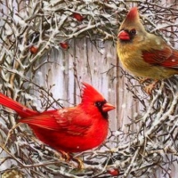 â˜…Country Cardinalsâ˜…